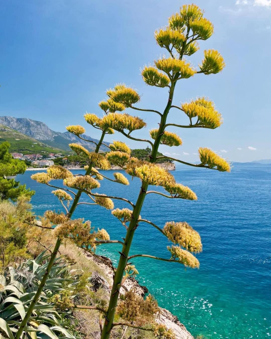 Apartment Villa Mirna Makarska Extérieur photo