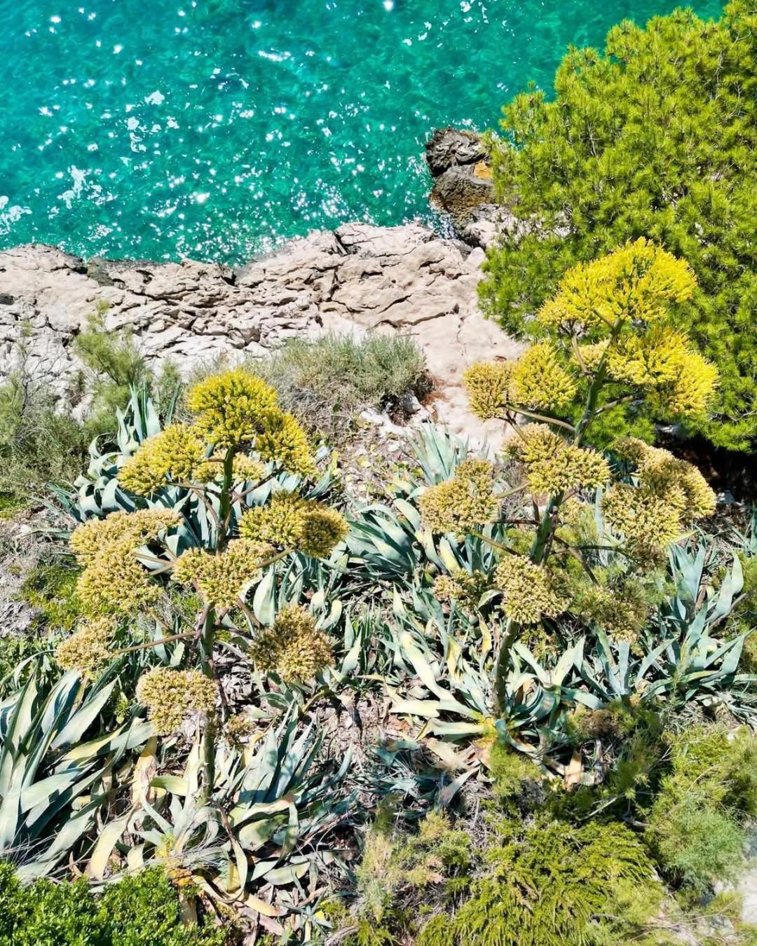 Apartment Villa Mirna Makarska Extérieur photo