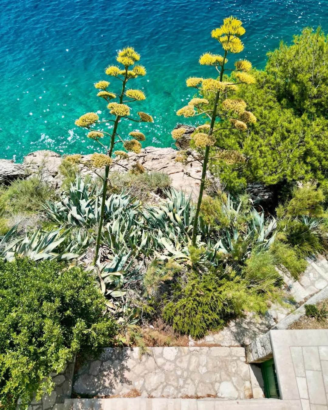 Apartment Villa Mirna Makarska Extérieur photo